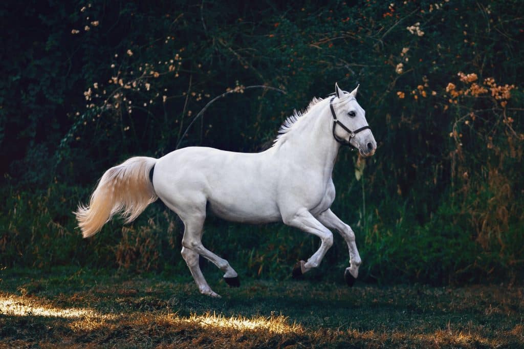 capture the Ponies in wildlife photography