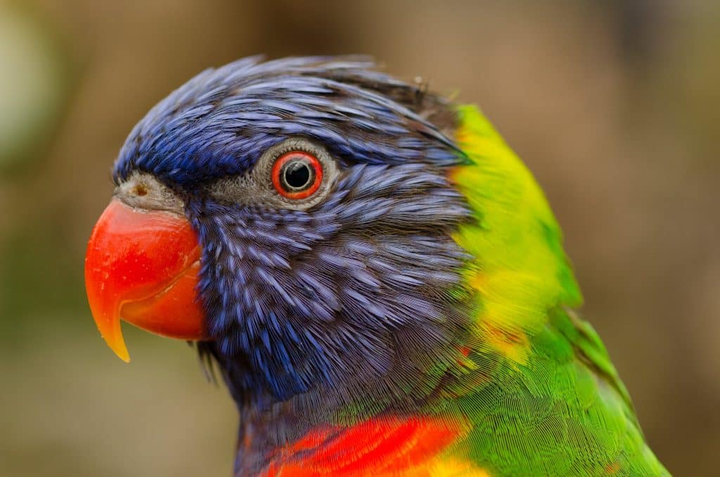wild life photography tips