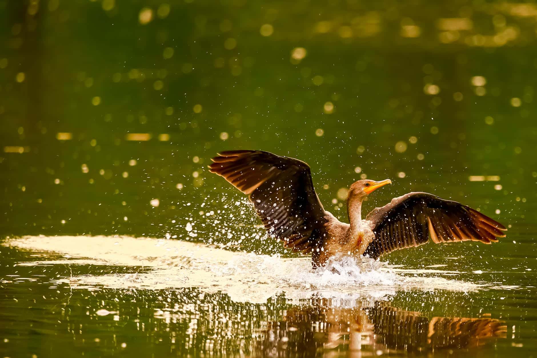 Best Places for Wild life Photography in London | 69 drops studios